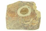 Extremely Rare Harpid (Dictyocephalites) Trilobite #287112-1
